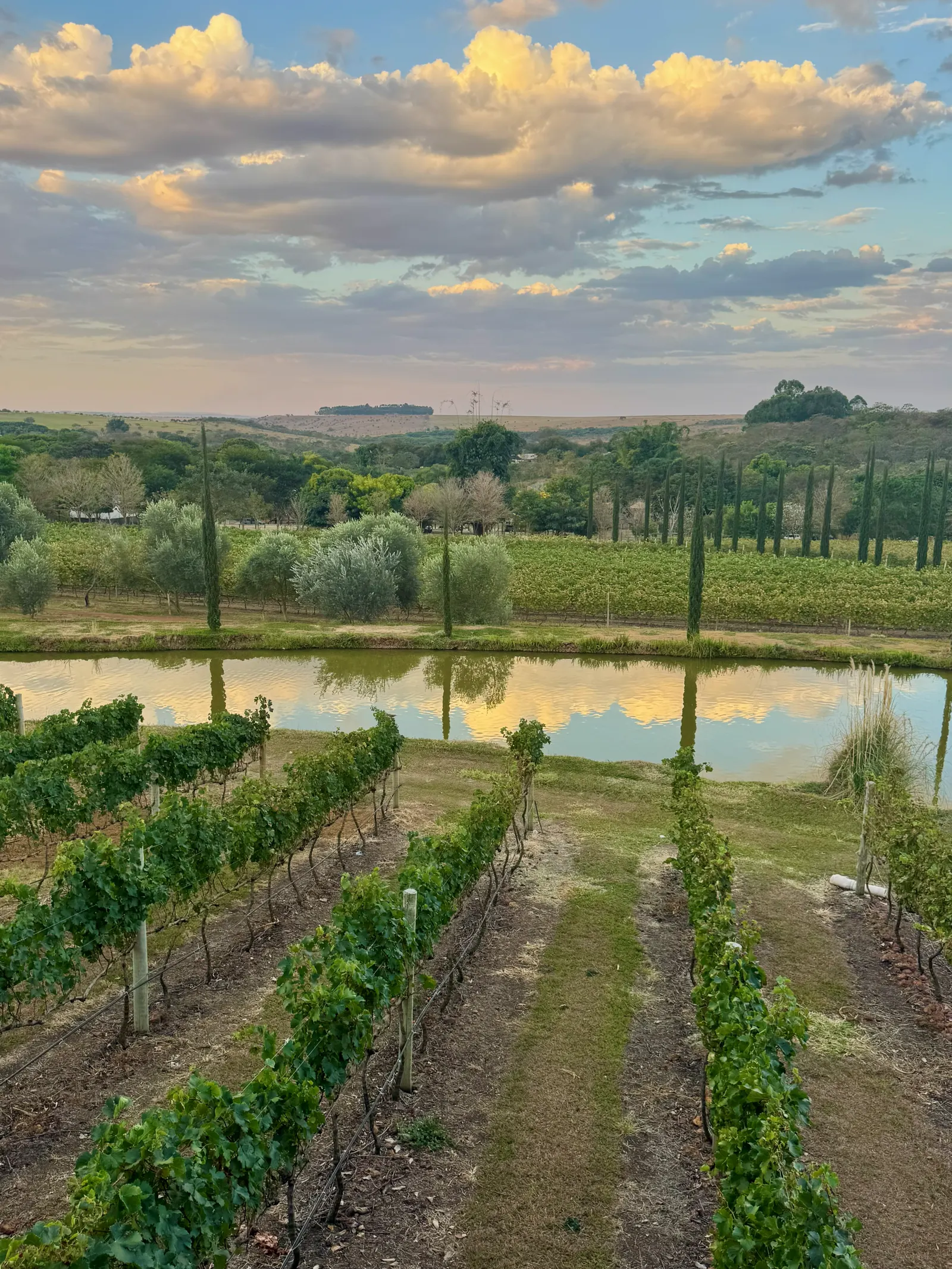 Vinhedo em fileiras descendo até um lago que reflete o céu do fim de tarde. Ao fundo, uma fileira de árvores altas e o horizonte do Cerrado sob nuvens.