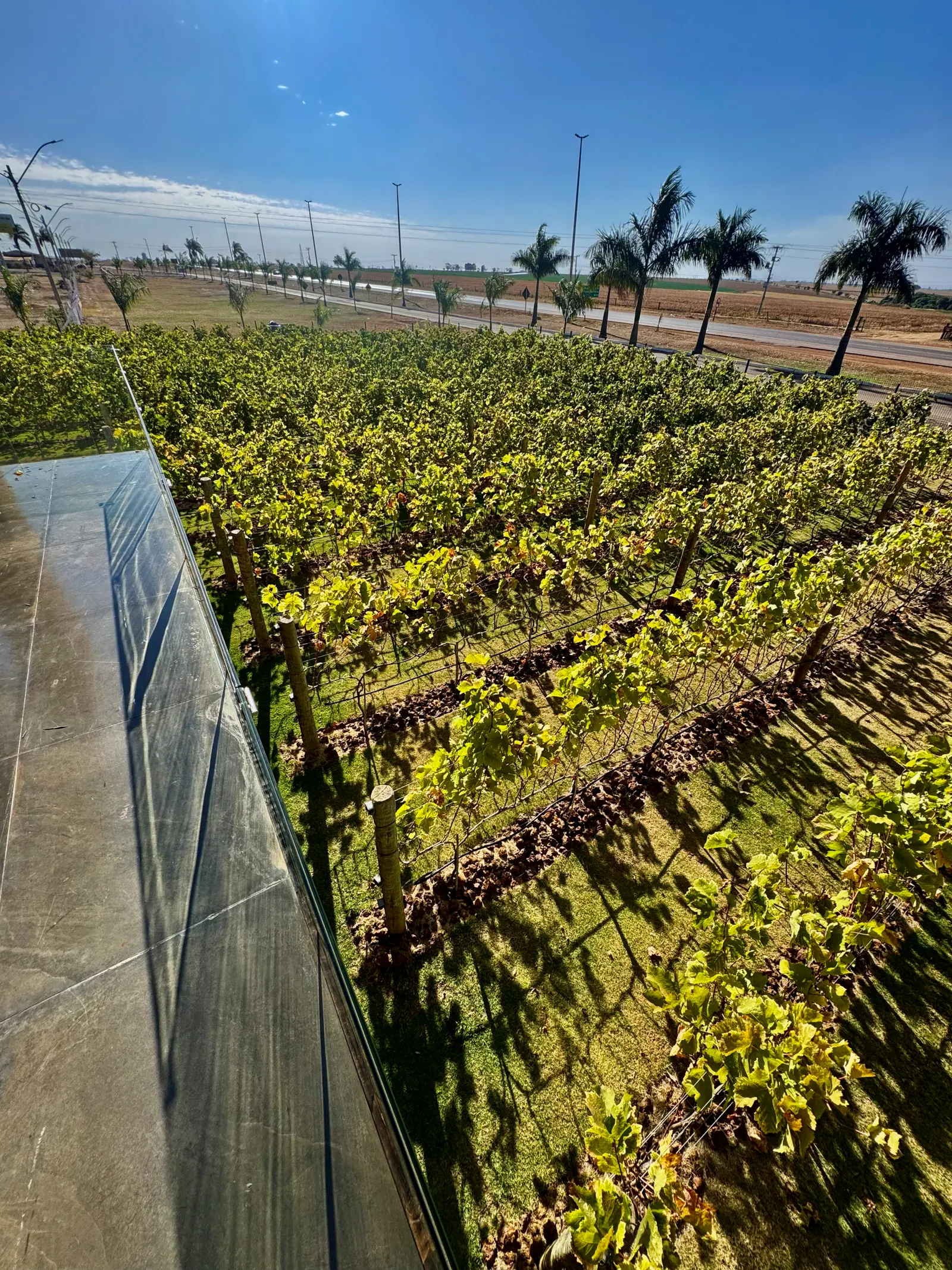 Vinhedo em fileiras verdes visto do alto, cercado por uma estrada e palmeiras ao fundo. À esquerda aparece a cobertura metálica de uma construção.
